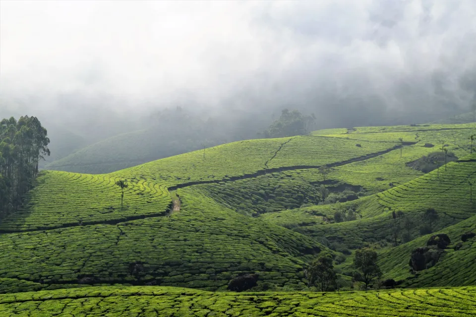 Kerala — Backwaters, tea hills and quiet beaches