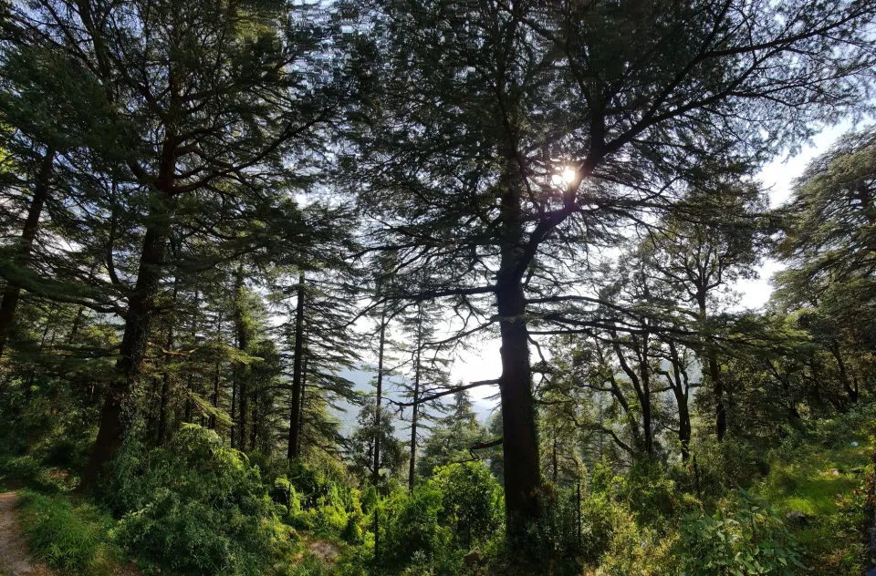 Cedar forest near Manali