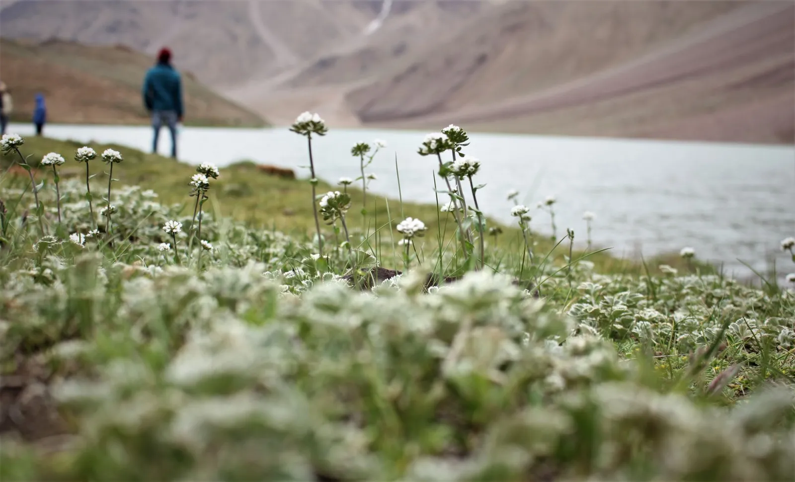 Wildflowers by Chandratal Lake